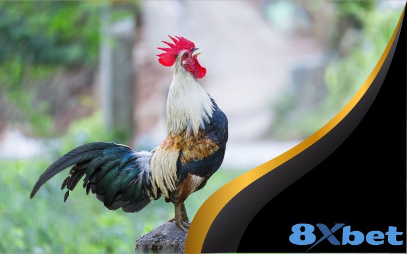 Các hình thức đá gà phổ biến tại 8XBET