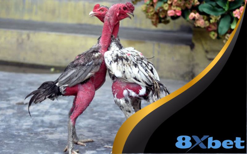Các loại đá gà trực tiếp phổ biến