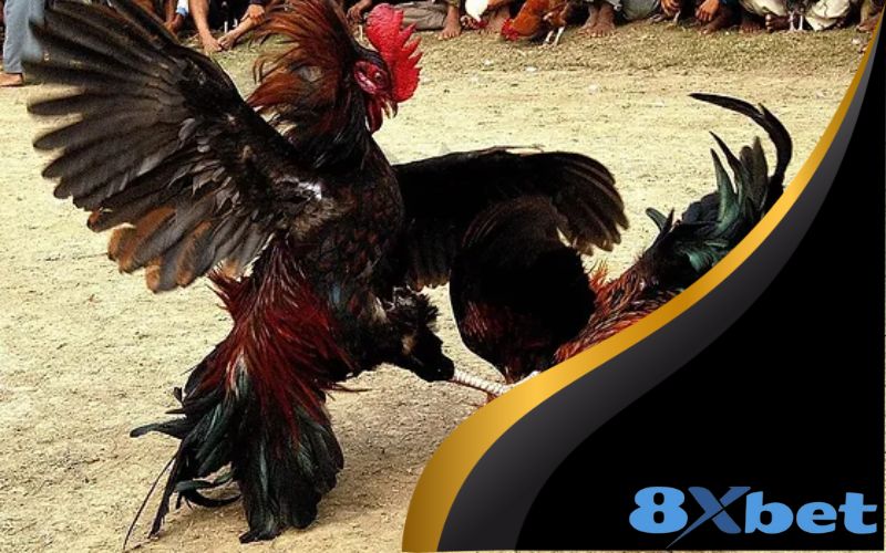 Các loại đấu trường đá gà C1 phổ biến