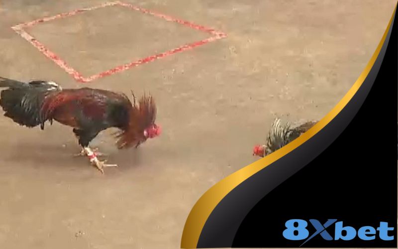 Cách tham gia cá cược Đá Gà Thomo