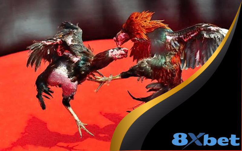 Đá gà 8XBET