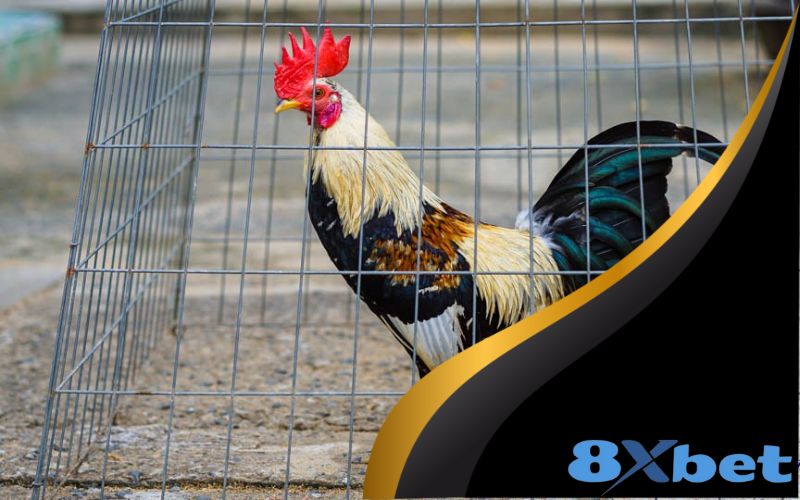 Kinh nghiệm cược đá gà online dễ thắng