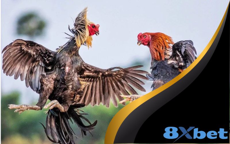 Luật chơi và cách thức thi đấu Đá Gà Cựa Sắt