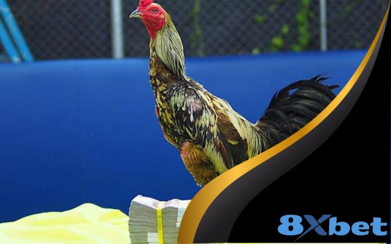Những yếu tố ảnh hưởng đến kết quả trận đấu đá gà trực tiếp